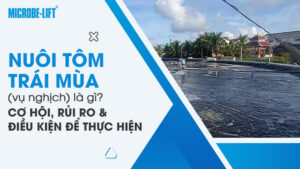 Nuôi tôm trái mùa (vụ nghịch) là gì? Cơ hội, rủi ro và điều kiện để thực hiện thành công