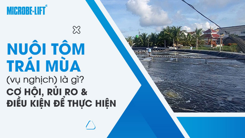 Nuôi tôm trái mùa (vụ nghịch) là gì? Cơ hội, rủi ro và điều kiện để thực hiện thành công 1 Nuôi tôm trái mùa (vụ nghịch) là gì? Cơ hội, rủi ro và điều kiện để thực hiện thành công