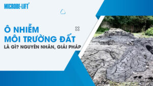Ô nhiễm môi trường đất là gì? Nguyên nhân, giải pháp