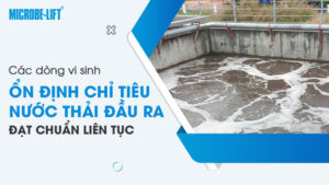 Các dòng men vi sinh ổn định chỉ tiêu nước thải đầu ra, đạt chuẩn liên tục