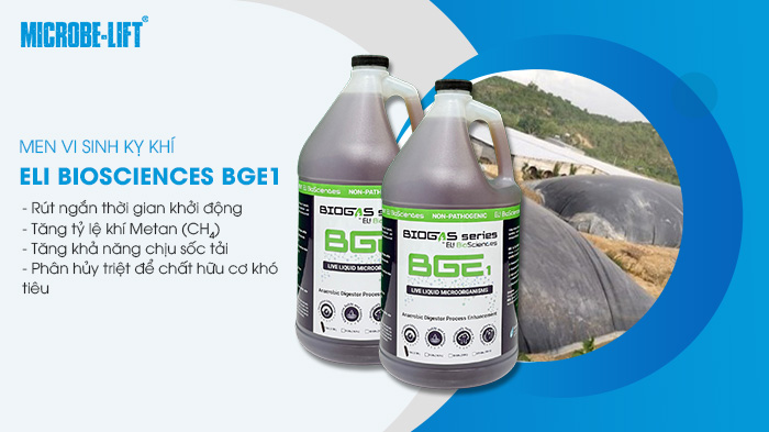 Men vi sinh kỵ khí Eli Biosciences BGE1 giúp tăng sản lượng biogas từ nước thải.