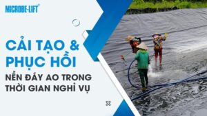 Hướng dẫn cải tạo và phục hồi nền đáy ao hiệu quả trong thời gian nghỉ vụ