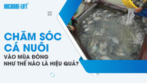 Chăm sóc cá nuôi vào mùa đông như thế nào là hiệu quả?