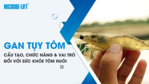 Gan tụy tôm: Cấu tạo, chức năng và vai trò đối với sức khỏe tôm nuôi