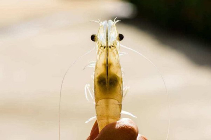 Tôm cần được bảo vệ và phục hồi gan tụy tôm đúng cách.