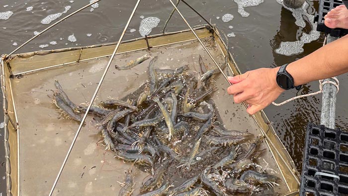 Kết hợp men vi sinh trong quản lý tôm nuôi mùa lạnh giúp tăng năng suất vượt trội 2 Nhiệt độ nước giảm sâu làm xáo trộn toàn bộ hệ sinh thái trong ao.