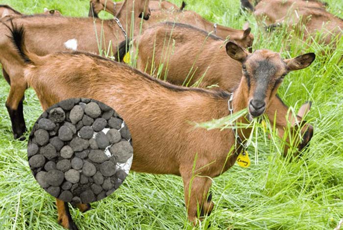 Phân dê dạng viên là nguồn hữu cơ giàu dinh dưỡng.