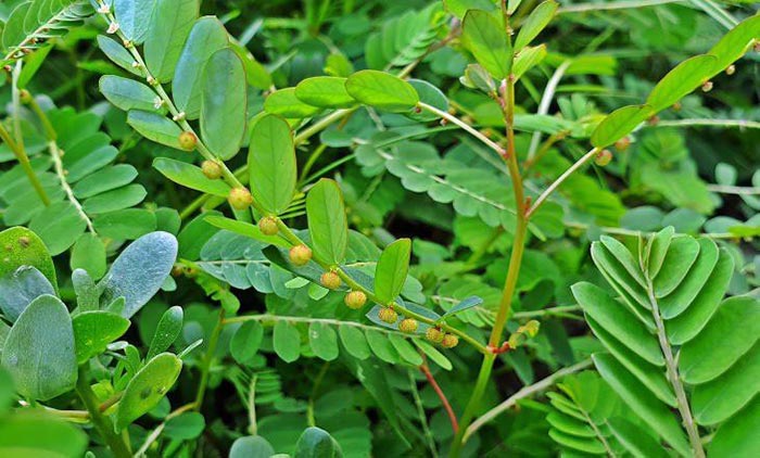 Cây diệp hạ châu hỗ trợ giải độc gan tôm từ tự nhiên.