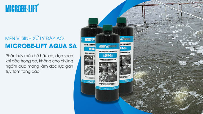 Định kỳ đánh vi sinh xử lý đáy ao để phân hủy mùn bã hữu cơ, dọn sạch khí độc trong ao tôm.