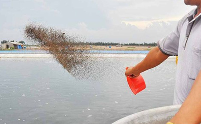 Kiểm soát 3 yếu tố sau giúp ngăn ngừa các mầm bệnh gây hại cho tôm ngay! 4 Cho tôm ăn đúng khẩu phần, hạn chế thức ăn thừa.