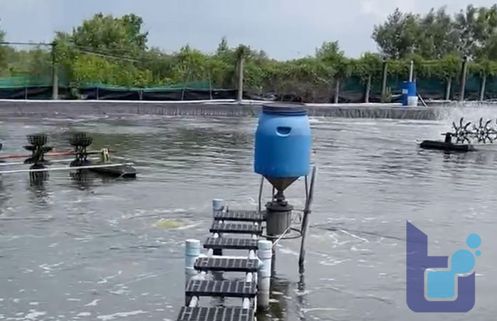 Kiểm soát 3 yếu tố sau giúp ngăn ngừa các mầm bệnh gây hại cho tôm ngay! 6 Bùn đáy được cải thiện, xác tảo được phân hủy triệt để khi dùng Microbe-Lift AQUA SA.