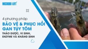 So sánh 4 phương pháp bảo vệ và phục hồi gan tụy tôm: Thảo dược, vi sinh, enzyme và kháng sinh