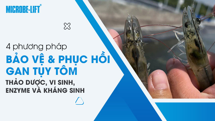 So sánh 4 phương pháp bảo vệ và phục hồi gan tụy tôm: Thảo dược, vi sinh, enzyme và kháng sinh