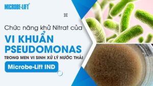 Chức năng khử Nitrat của vi khuẩn Pseudomonas trong men vi sinh xử lý nước thải Microbe-Lift IND
