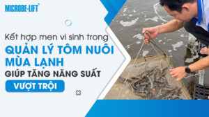 Kết hợp men vi sinh trong quản lý tôm nuôi mùa lạnh giúp tăng năng suất vượt trội